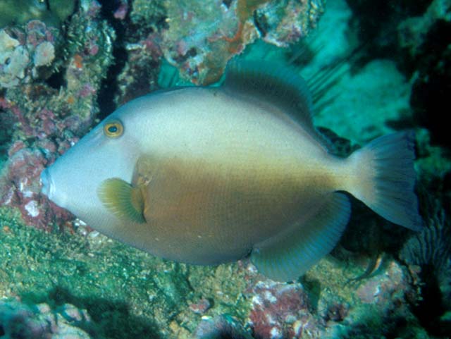 Si l'image tarde � s'afficher, cliquez sur le lien