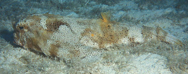 091802RCL-Polkadotbatfish2a.jpg