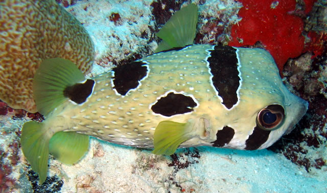 Diodon_Liturosus_Maldives2009_1.jpg