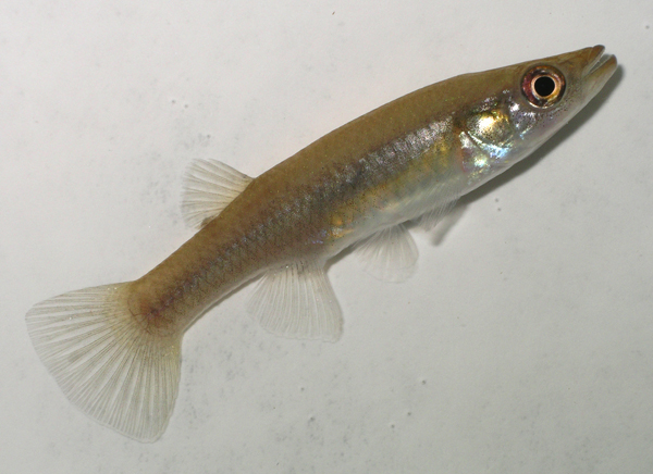 Fundulus_jenkinsi_fm.jpg