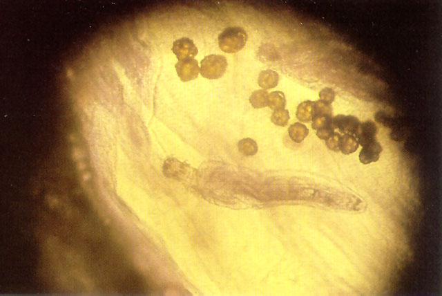 AcanthD0.jpg