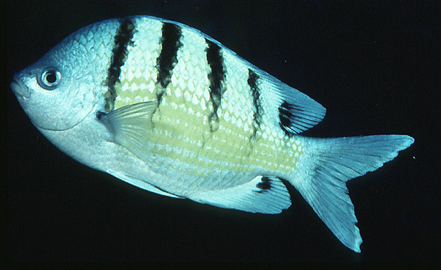 Abudefduf abdominalis