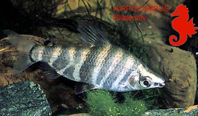 Abramites hypselonotus