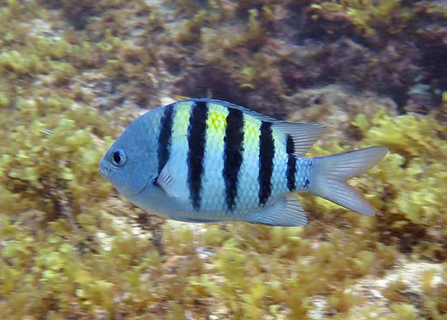 Abudefduf saxatilis