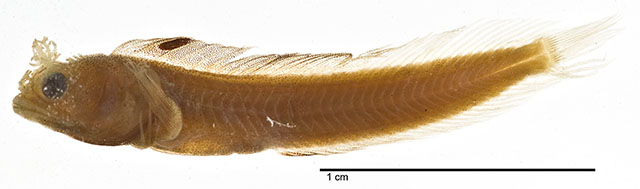 Acanthemblemaria aspera