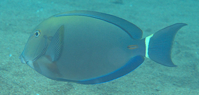 Acanthurus auranticavus