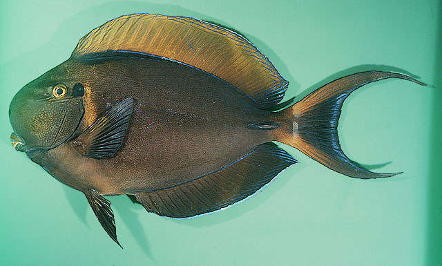 Acanthurus bariene