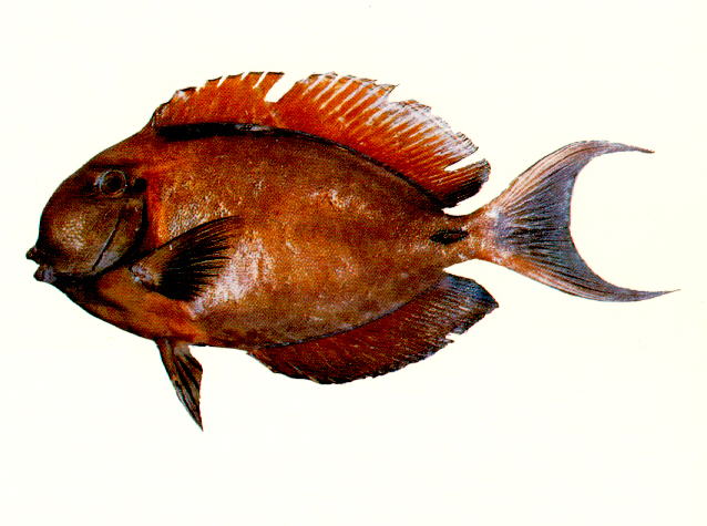 Acanthurus bariene