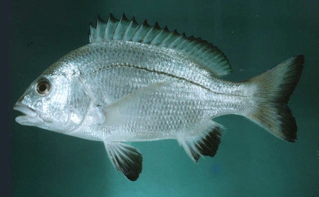 Acanthopagrus omanensis