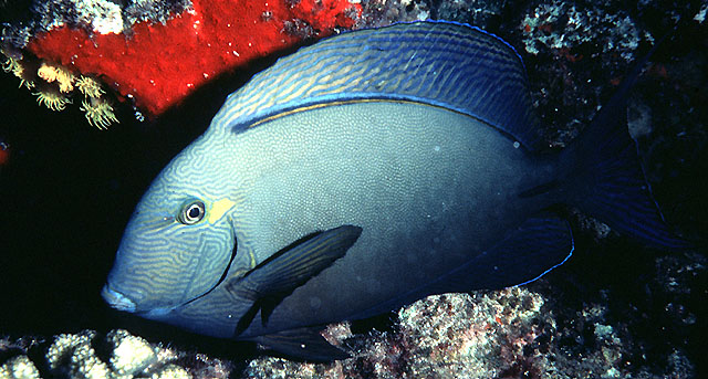 Acanthurus blochii