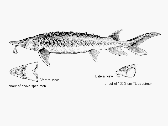 Acipenser brevirostrum