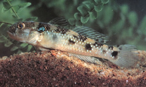 Acentrogobius caninus