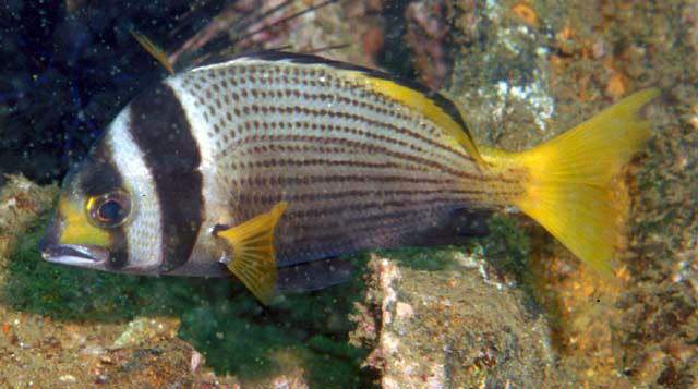 Acanthopagrus catenula