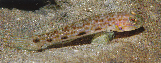 Acentrogobius cenderawasih