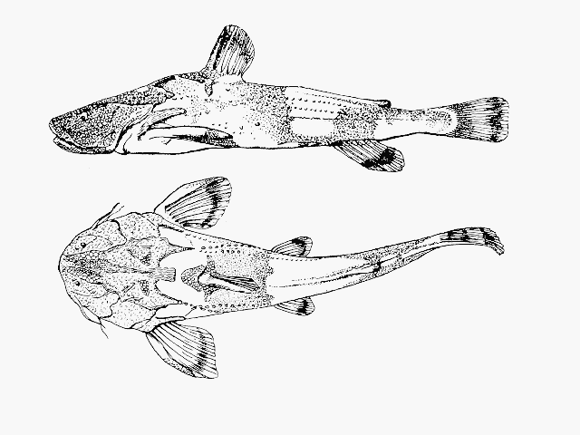 Acrochordonichthys chamaeleon