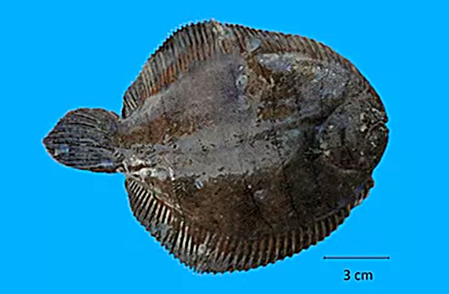 Achirus declivis