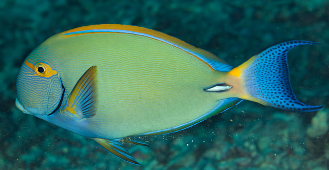 Acanthurus dussumieri