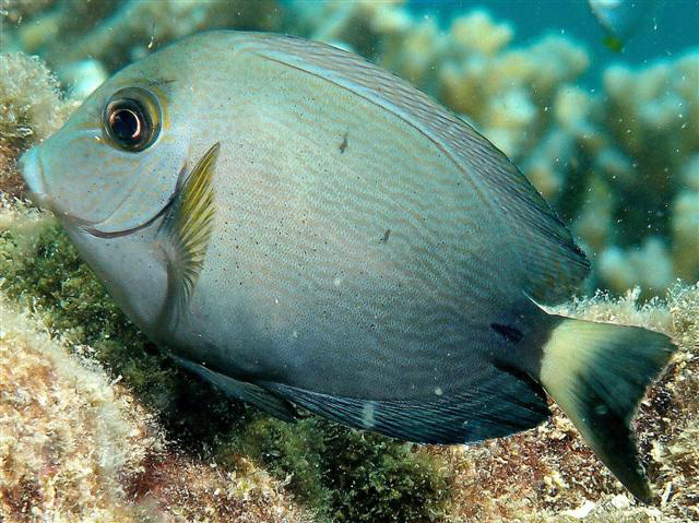 Acanthurus grammoptilus