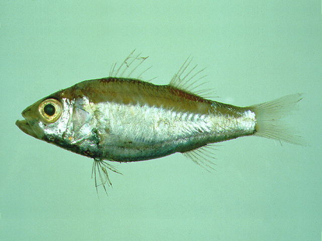 Acropoma hanedai