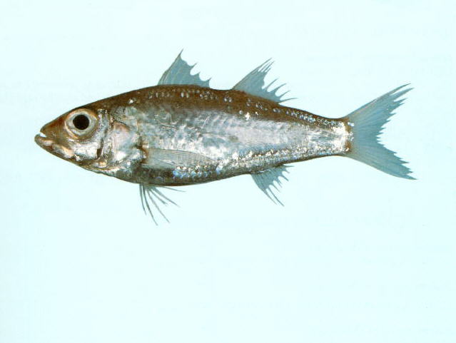 Acropoma japonicum