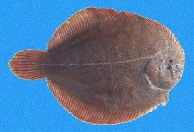 Achirus klunzingeri