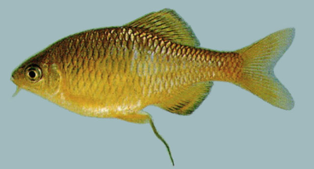 Tanakia koreensis