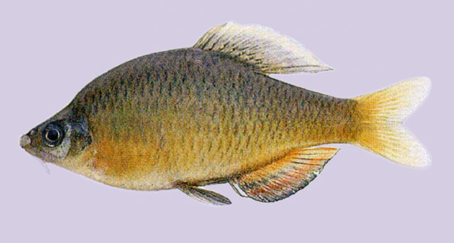 Tanakia koreensis