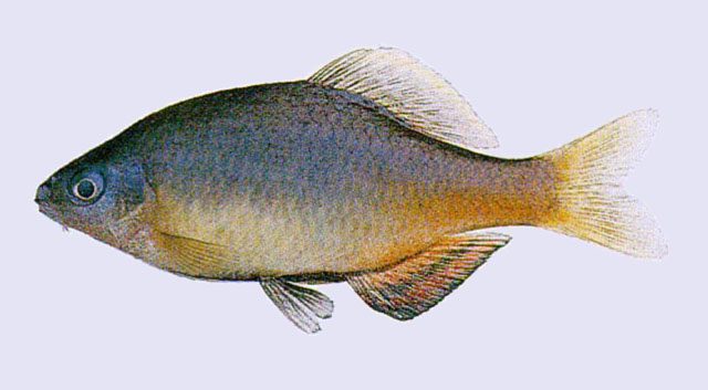 Tanakia koreensis