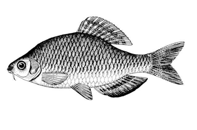 Tanakia koreensis