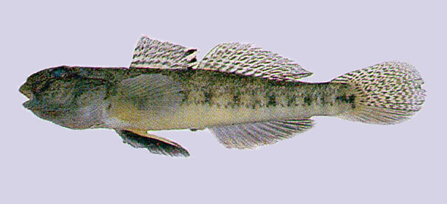 Acanthogobius lactipes