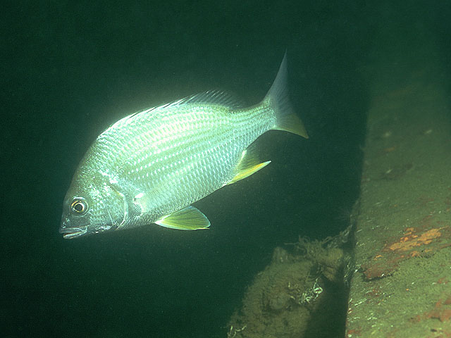 Acanthopagrus latus