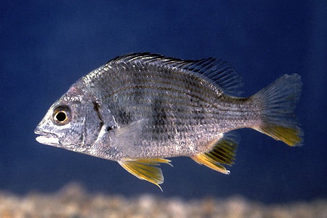 Acanthopagrus latus