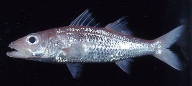 Acropoma lecorneti