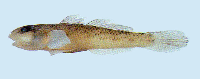 Acanthogobius luridus