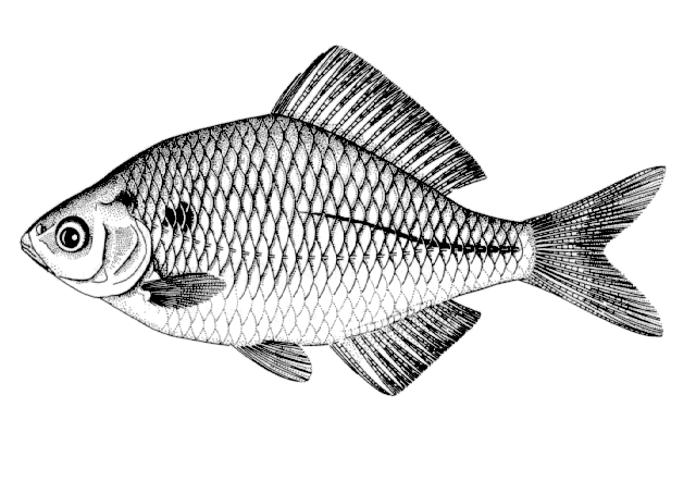 Acheilognathus macropterus