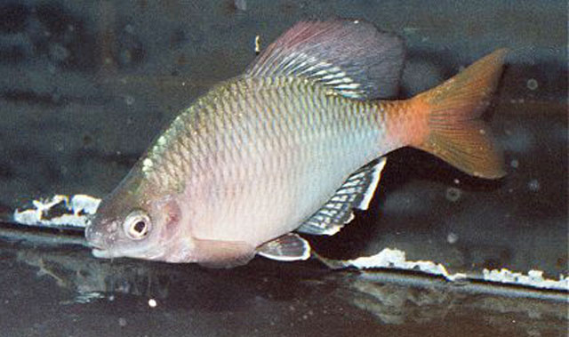 Acheilognathus macropterus