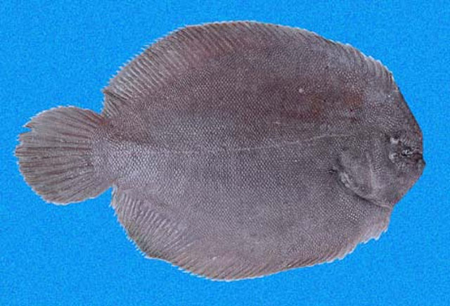 Achirus mazatlanus