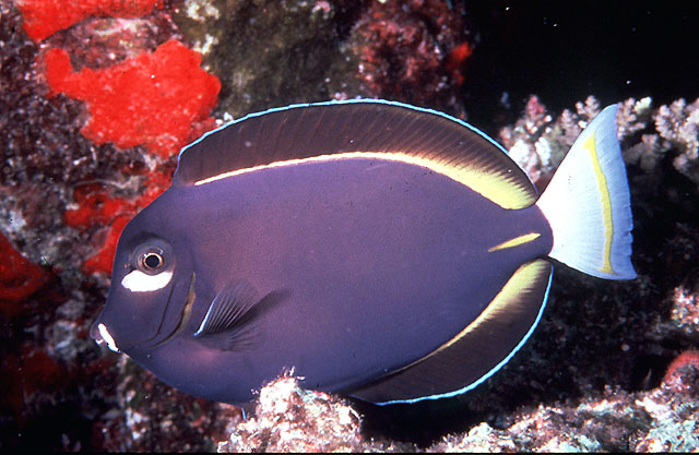 Acanthurus nigricans