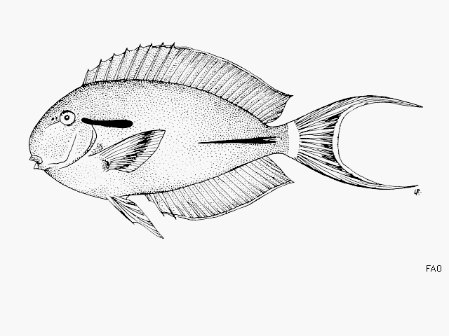 Acanthurus nigricauda