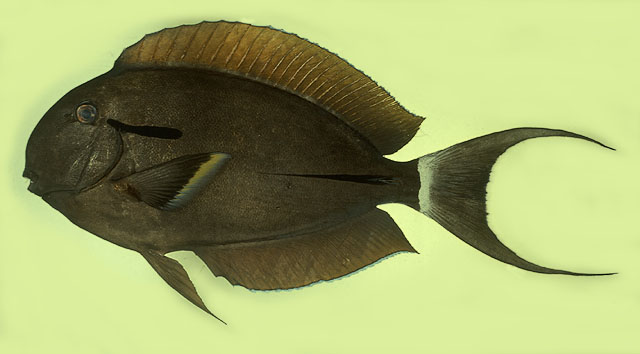 Acanthurus nigricauda