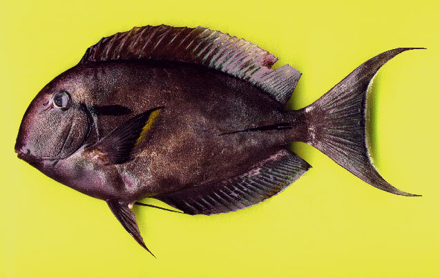 Acanthurus nigricauda