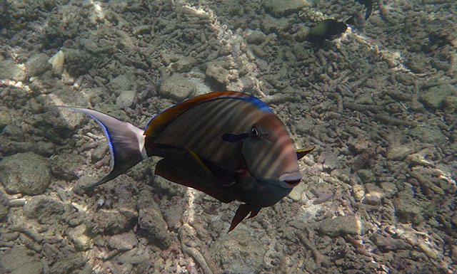 Acanthurus nigricauda