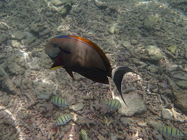 Acanthurus nigricauda