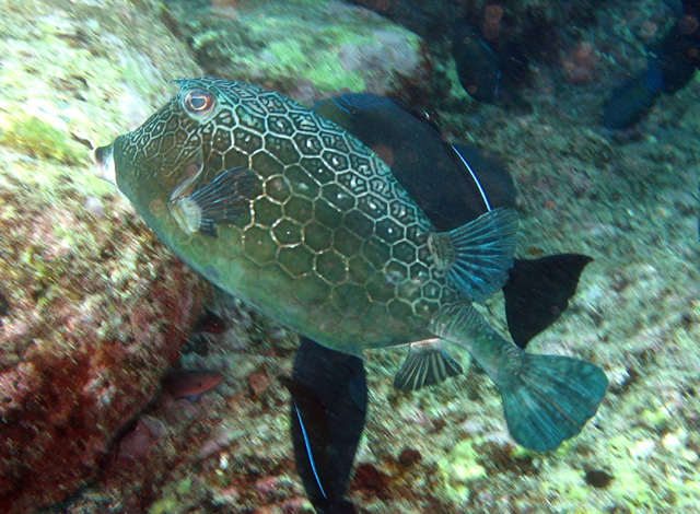 Acanthostracion notacanthus