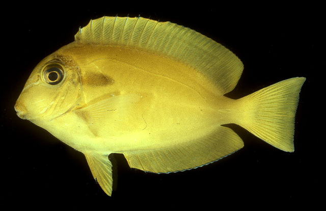 Acanthurus olivaceus