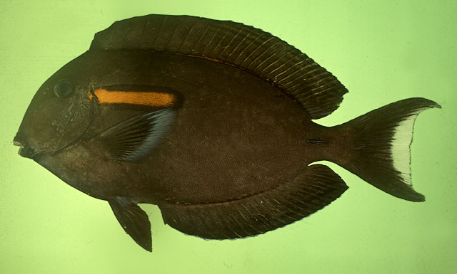 Acanthurus olivaceus