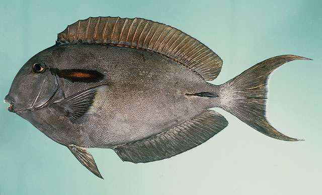 Acanthurus olivaceus