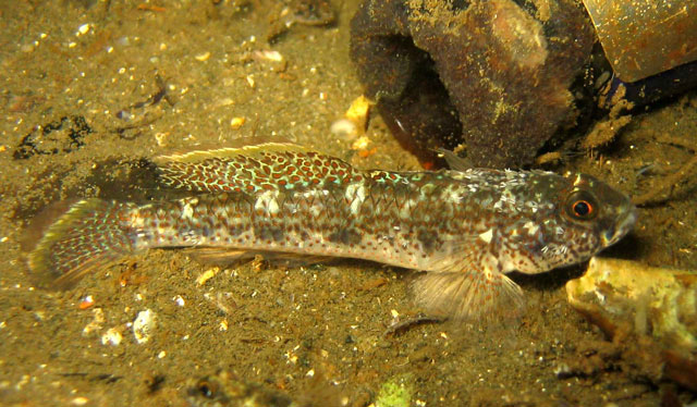 Favonigobius punctatus