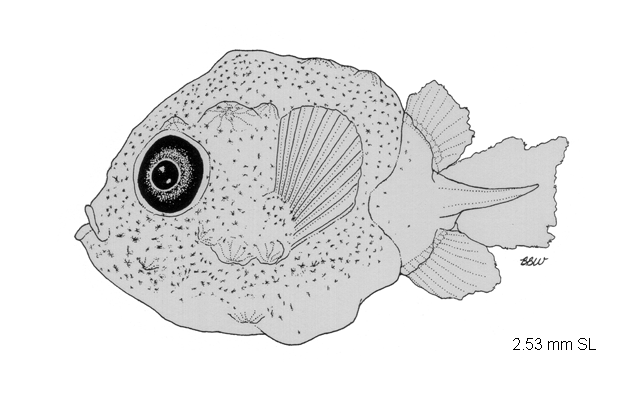 Acanthostracion quadricornis