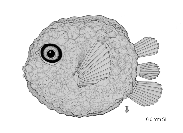 Acanthostracion quadricornis